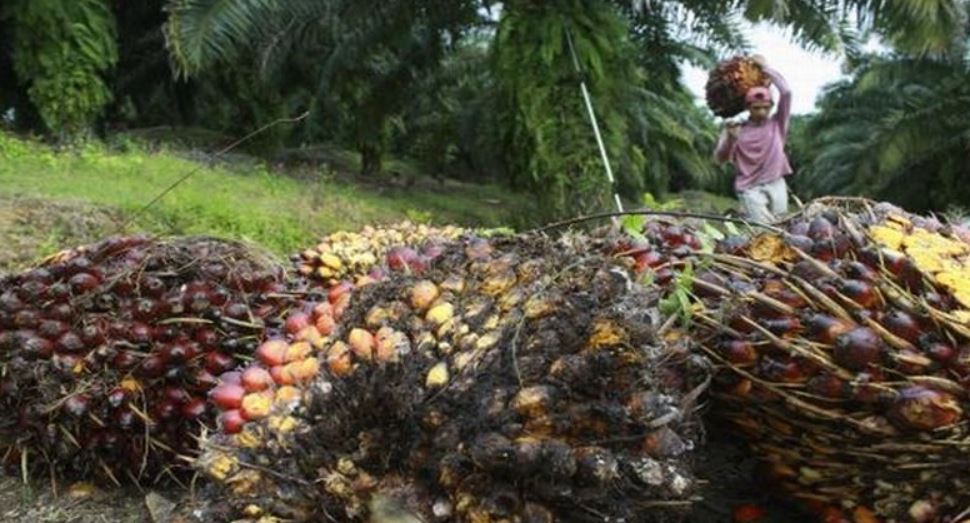 PUPR Aceh Barat Bangun 4 Ruas Jalan Ke Kebun Warga, Peroleh DBH Sawit 13,5M