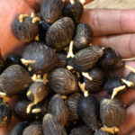 Penggunaan Bibit Unggul Tanaman Sawit & Keuntungannya