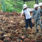 Pabrik Sawit Disortir Ketat, Harga TBS Aceh Singkil Tertekan